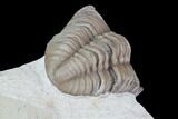 Detailed, Long Kainops Trilobite - Oklahoma #95714-4